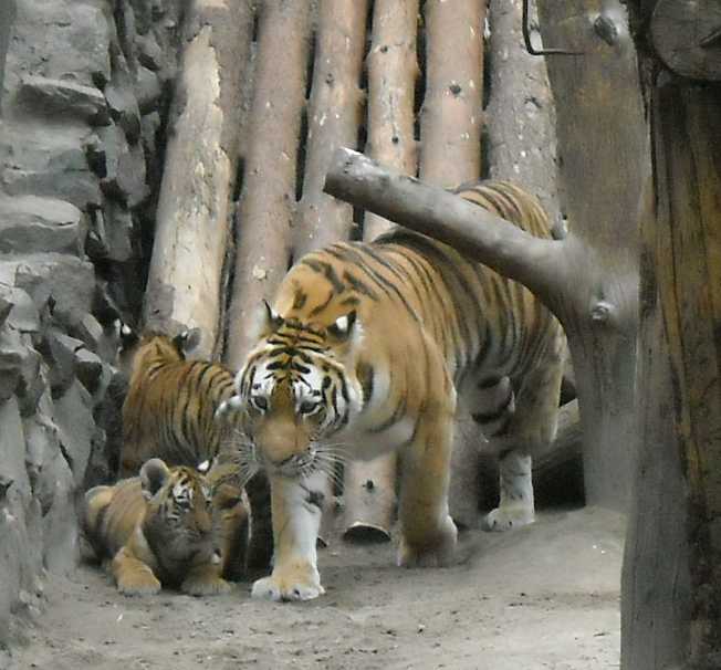   - Panthera tigris altaica  ( 6857) 