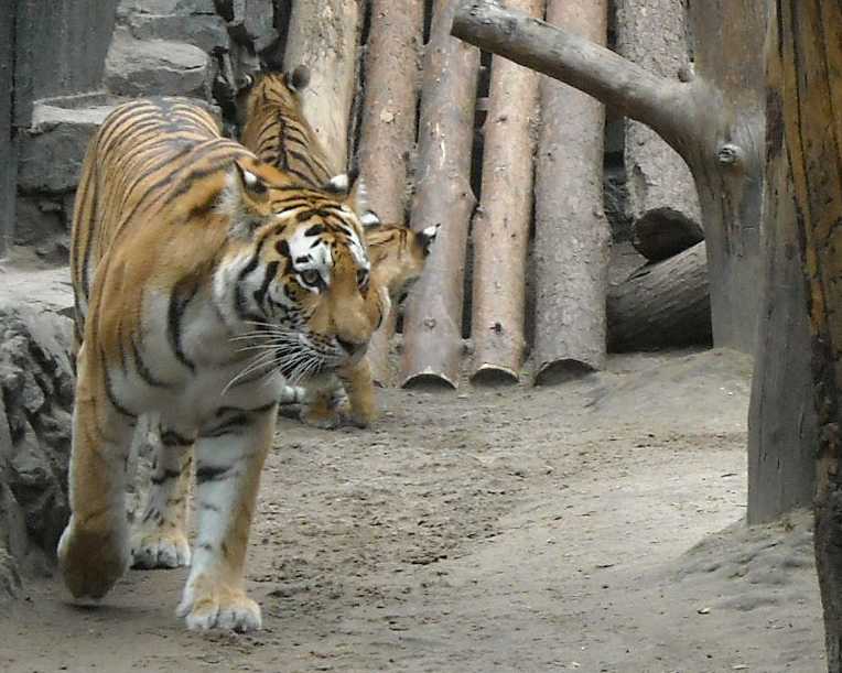   - Panthera tigris altaica  ( 6858) 