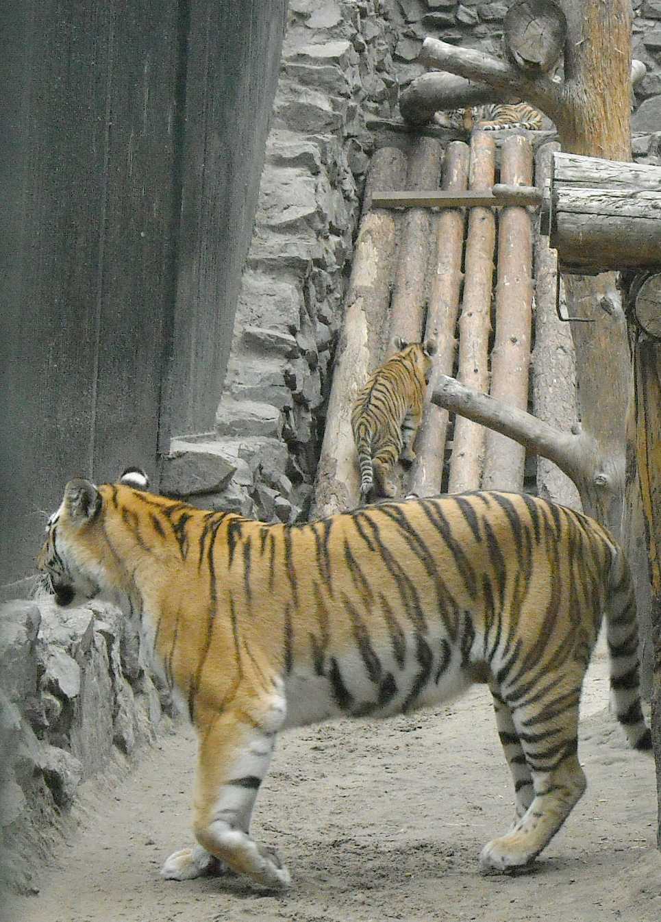   - Panthera tigris altaica  ( 6859) 