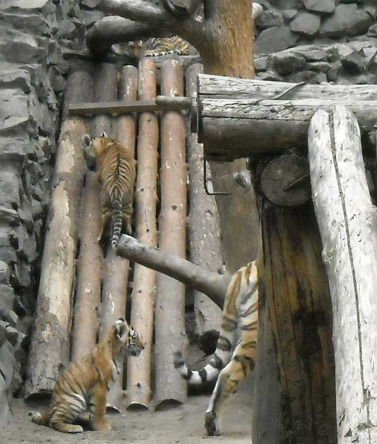   - Panthera tigris altaica  ( 6860) 