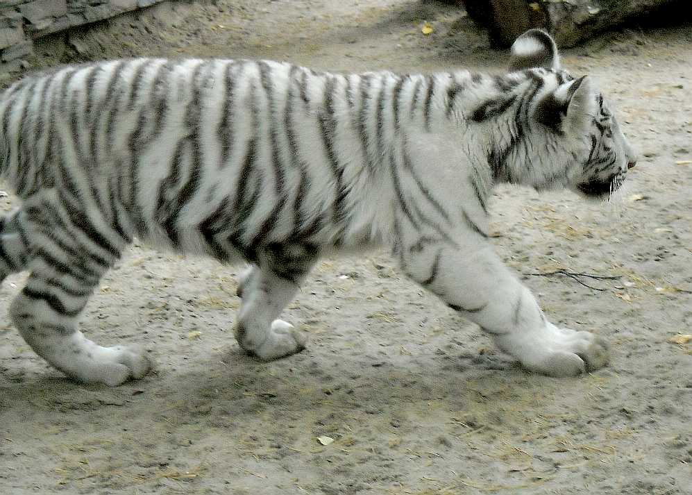     - Panthera tigris tigris var.alba  ( 6943) 