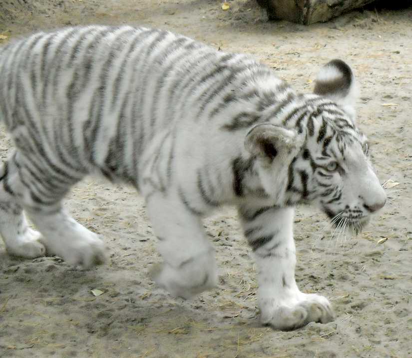     - Panthera tigris tigris var.alba  ( 6944) 