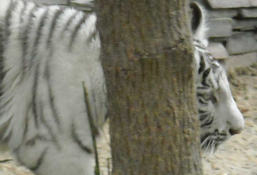     - Panthera tigris tigris var.alba  ( 6945) 