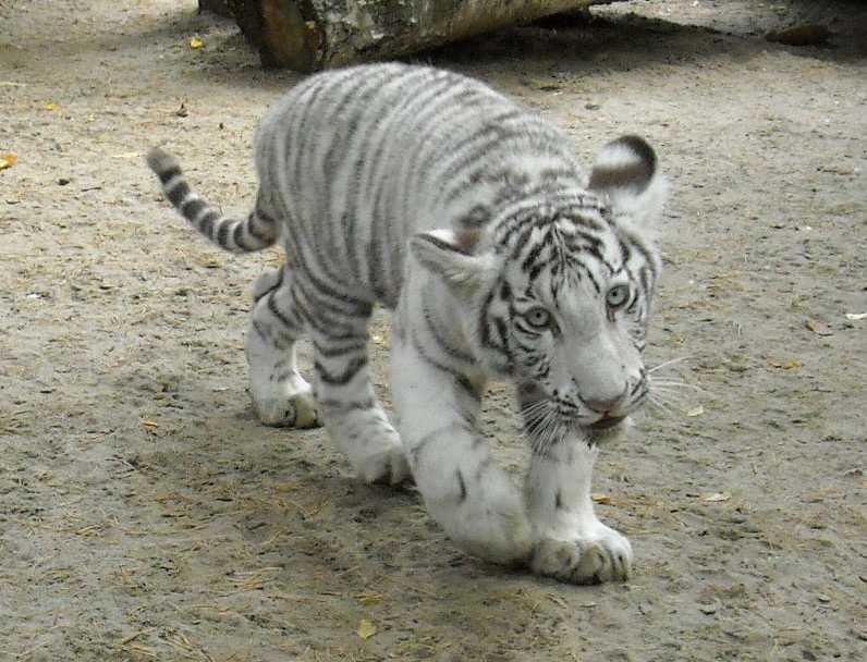     - Panthera tigris tigris var.alba  ( 6946) 