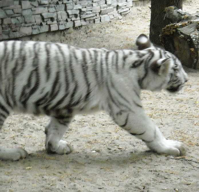     - Panthera tigris tigris var.alba  ( 6947) 