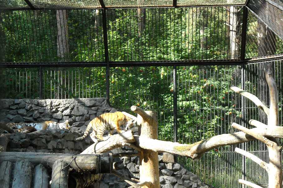   - Panthera tigris altaica  ( 7141) 