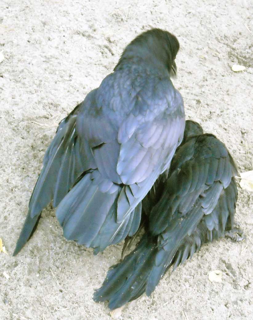  - Corvus corax  ( 7204) 