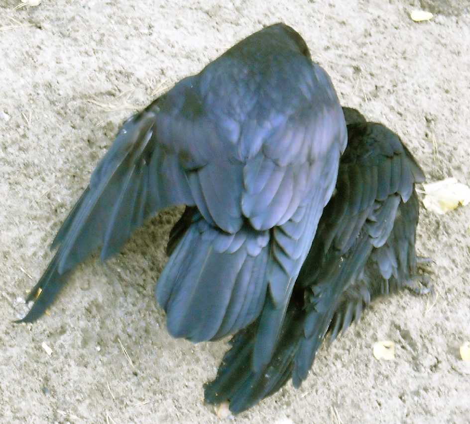  - Corvus corax  ( 7206) 