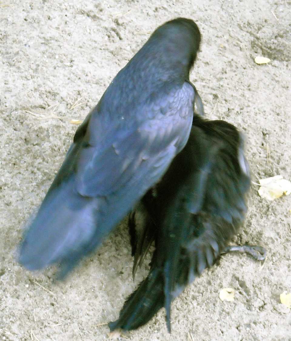  - Corvus corax  ( 7207) 