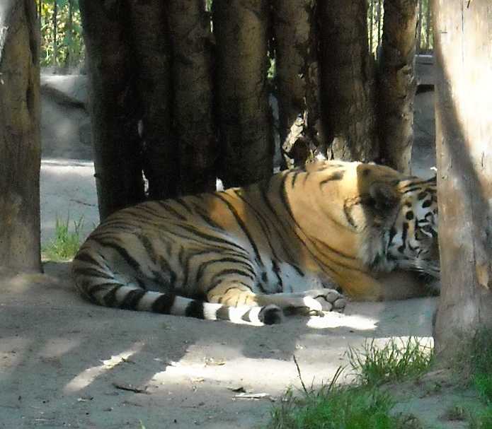   - Panthera tigris altaica  ( 7261) 