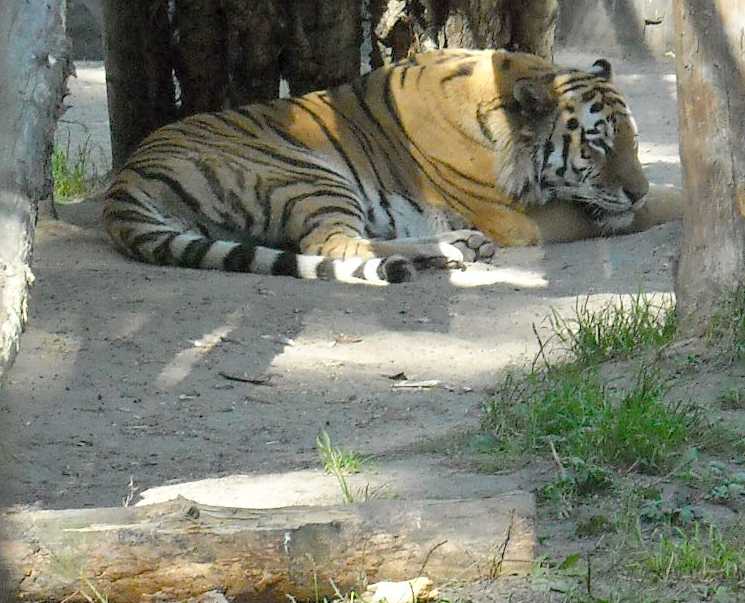   - Panthera tigris altaica  ( 7262) 