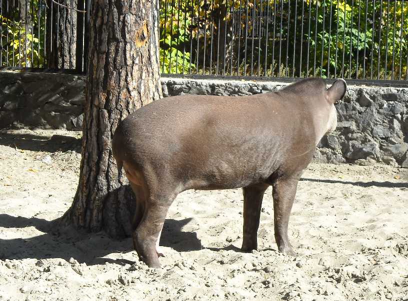   - Tapirus terrestris  ( 7363) 