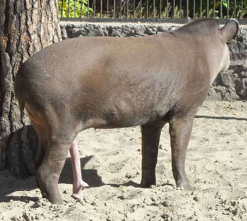  - Tapirus terrestris  ( 7364) 