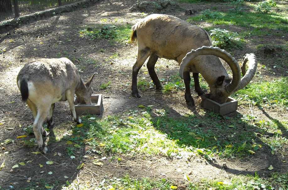    - Capra ibex sibirica  ( 7396) 