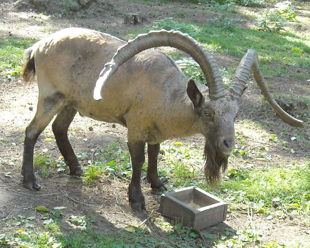    - Capra ibex sibirica  ( 7397) 
