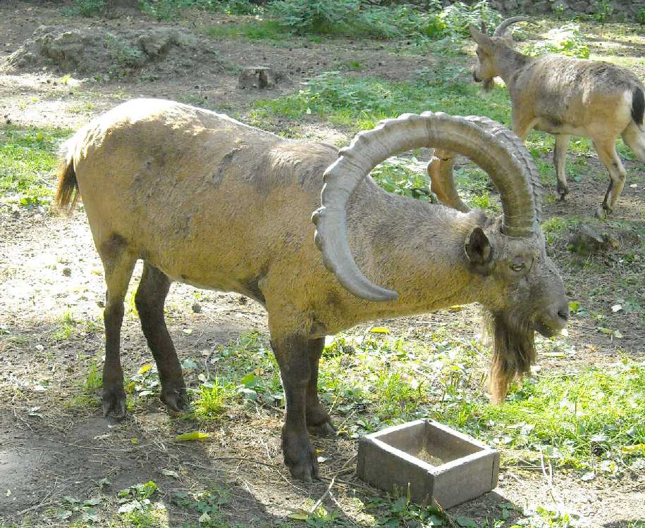    - Capra ibex sibirica  ( 7399) 