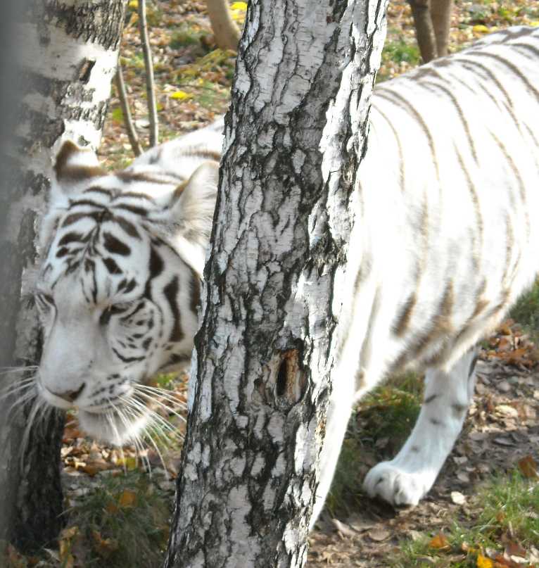     - Panthera tigris tigris var.alba  ( 7637) 