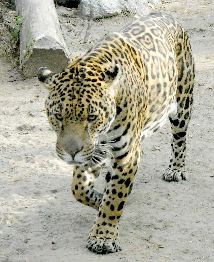  - Panthera onca  ( 7642) 