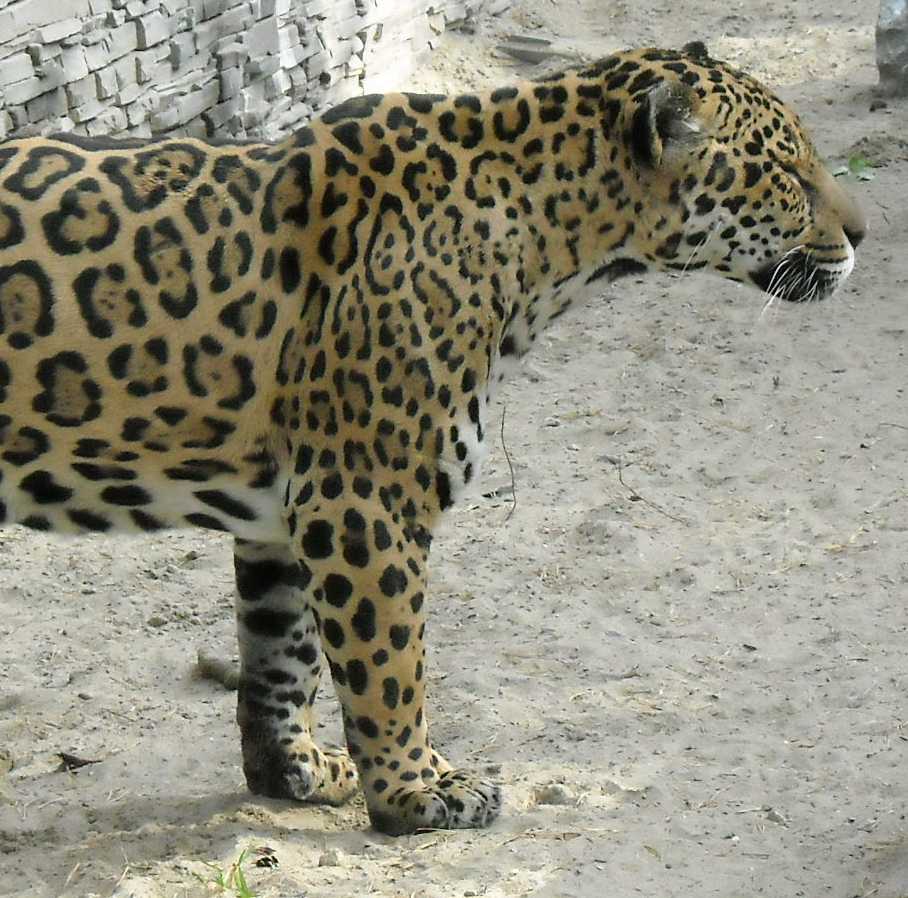  - Panthera onca  ( 7644) 