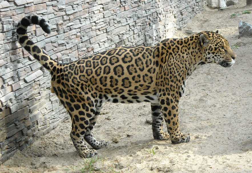  - Panthera onca  ( 7645) 