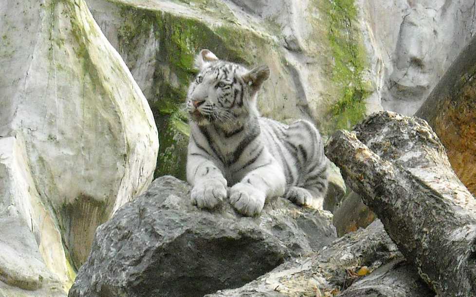     - Panthera tigris tigris var.alba  ( 7647) 