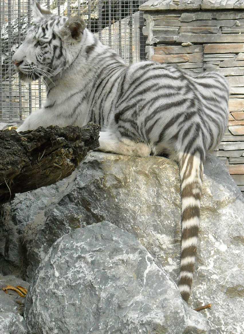     - Panthera tigris tigris var.alba  ( 7653) 