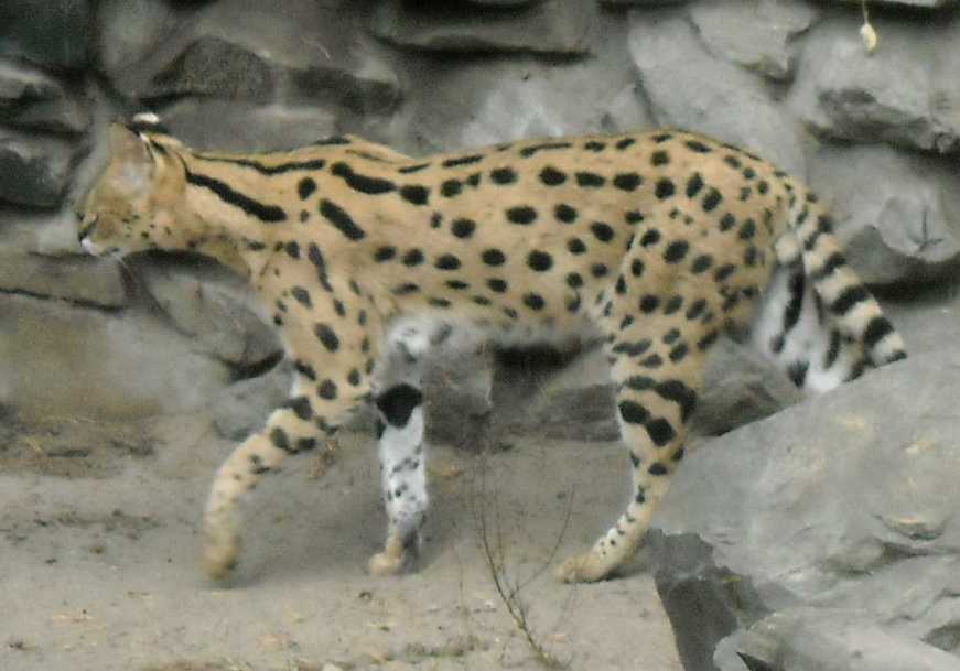  - Felis serval  ( 7657) 