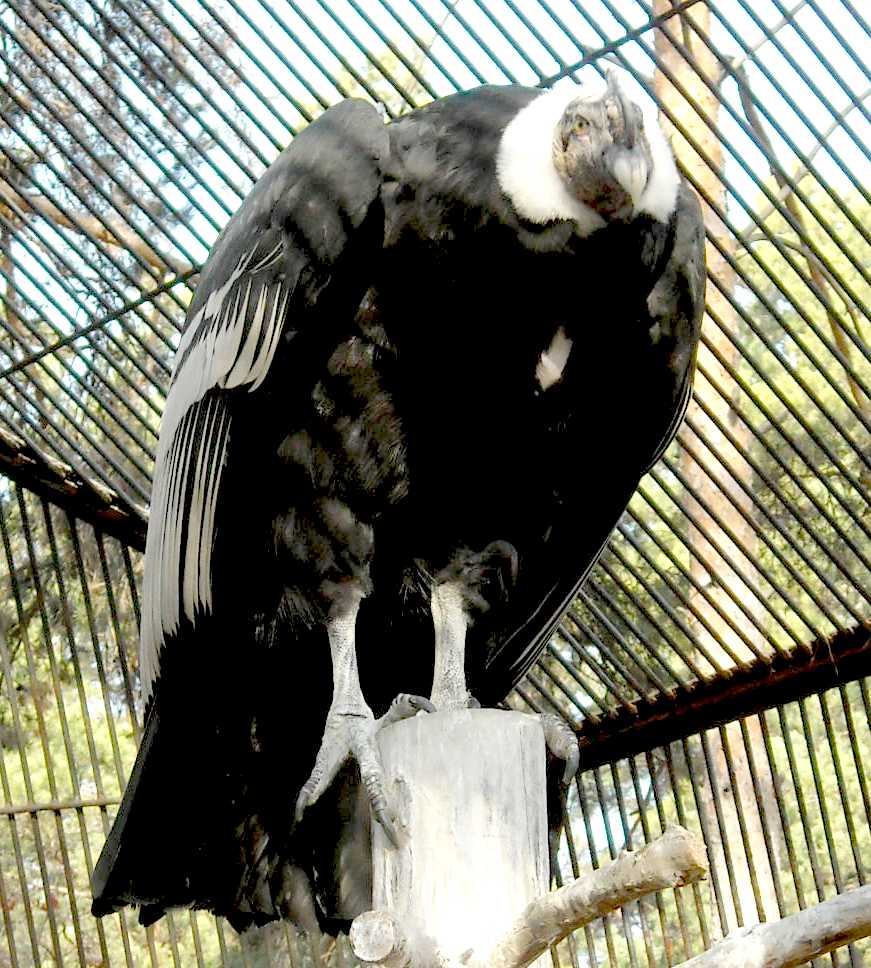   - Vultur gryphus  ( 7700) 