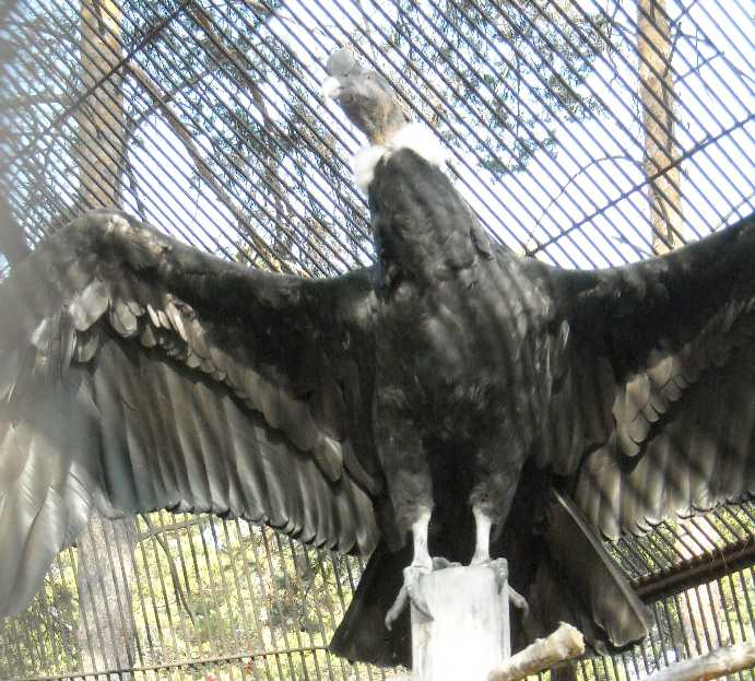   - Vultur gryphus  ( 7702) 