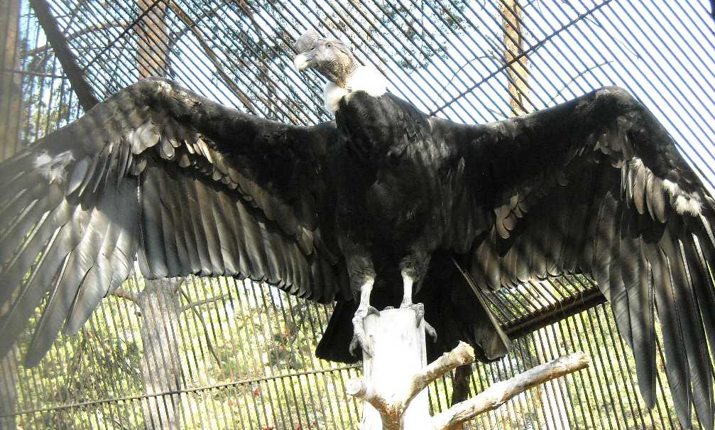   - Vultur gryphus  ( 7703) 