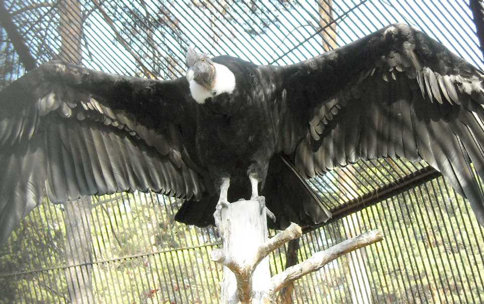   - Vultur gryphus  ( 7704) 