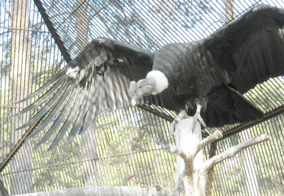   - Vultur gryphus  ( 7705) 