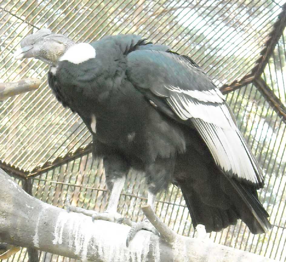   - Vultur gryphus  ( 7706) 