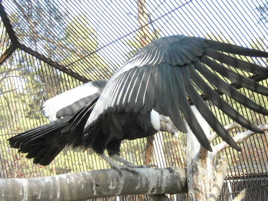   - Vultur gryphus  ( 7708) 