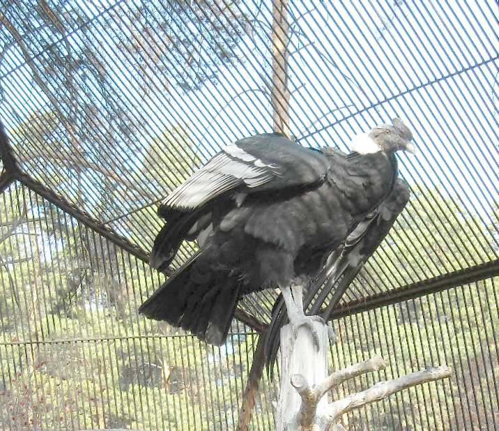   - Vultur gryphus  ( 7710) 