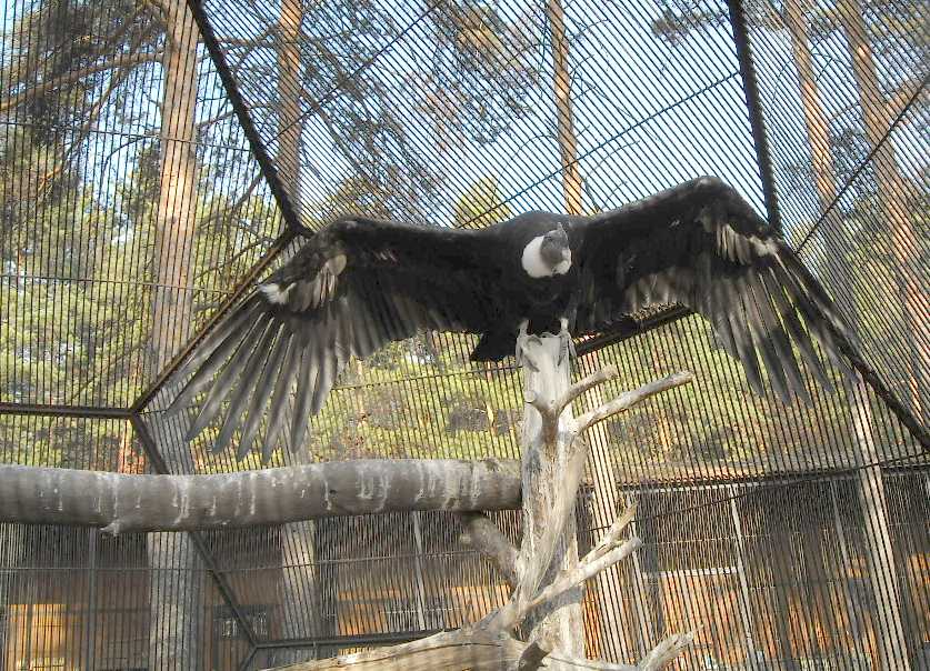   - Vultur gryphus  ( 7713) 