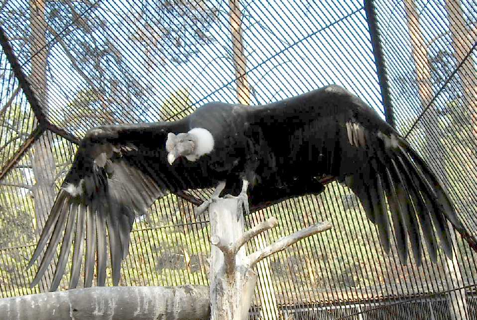   - Vultur gryphus  ( 7715) 