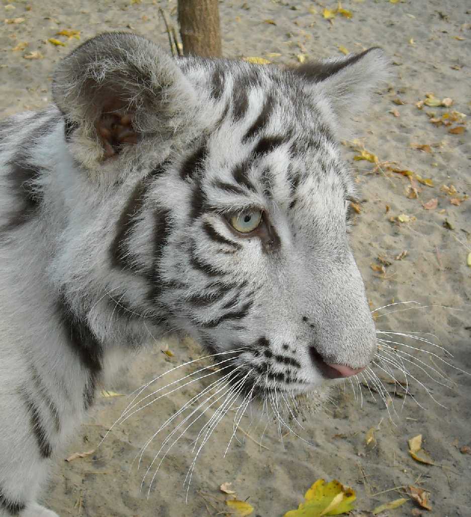     - Panthera tigris tigris var.alba  ( 7838) 