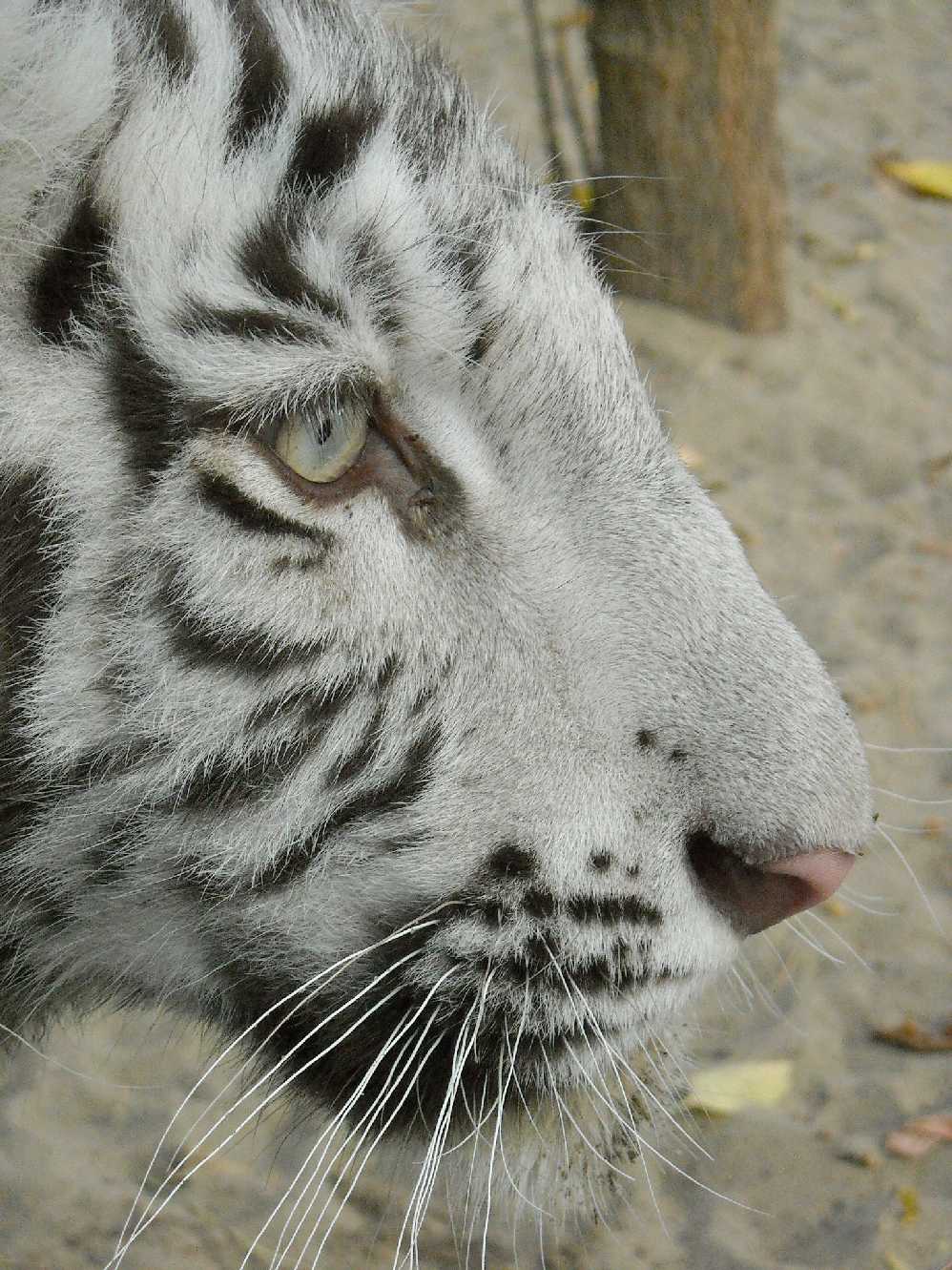     - Panthera tigris tigris var.alba  ( 7839) 