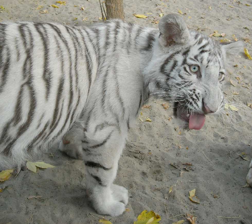     - Panthera tigris tigris var.alba  ( 7840) 