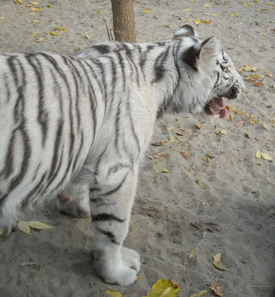     - Panthera tigris tigris var.alba  ( 7841) 