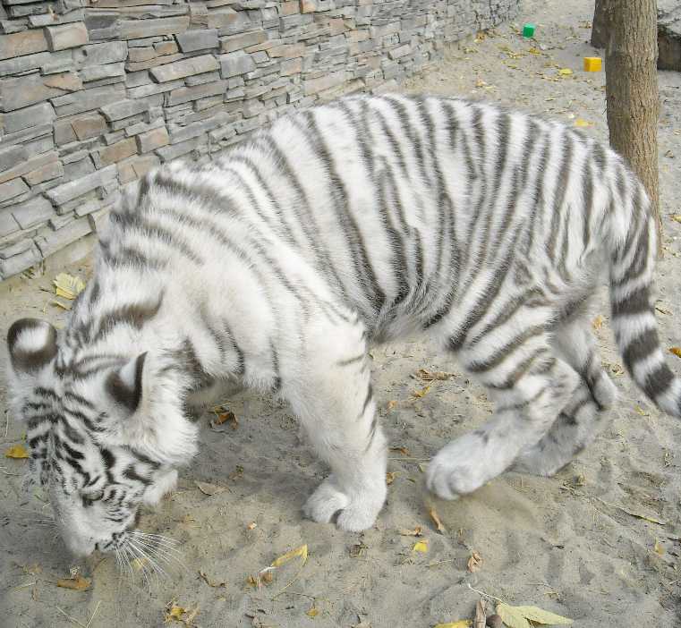     - Panthera tigris tigris var.alba  ( 7842) 