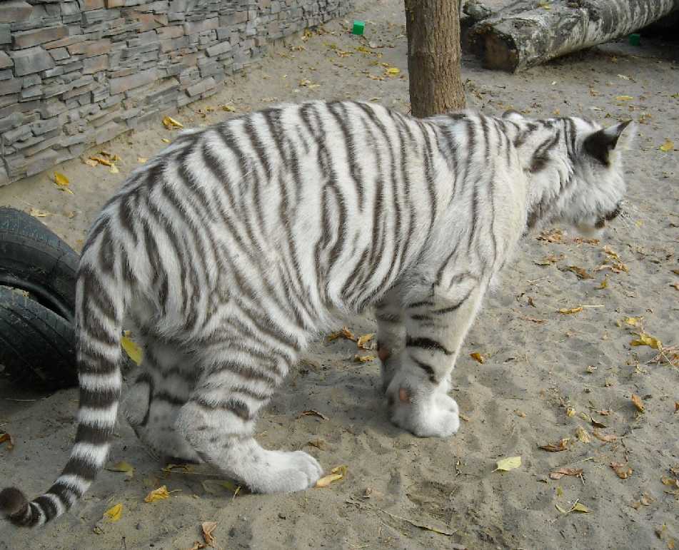     - Panthera tigris tigris var.alba  ( 7843) 