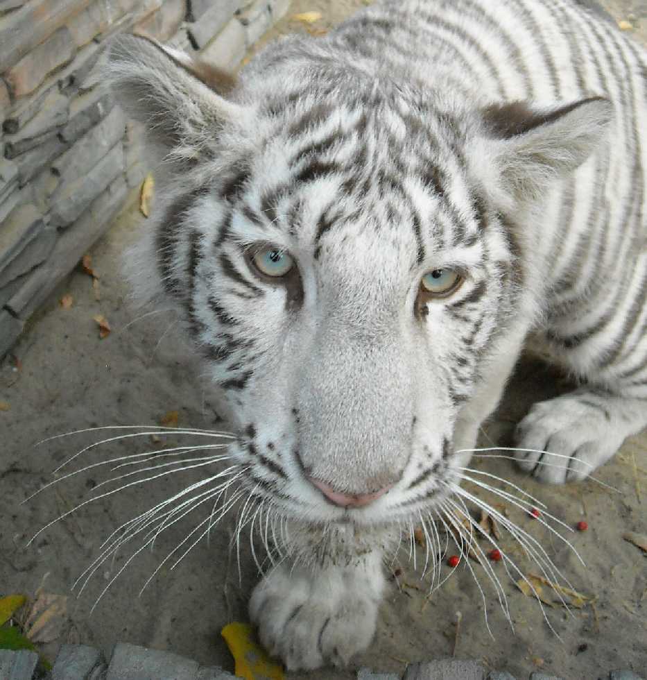     - Panthera tigris tigris var.alba  ( 7844) 