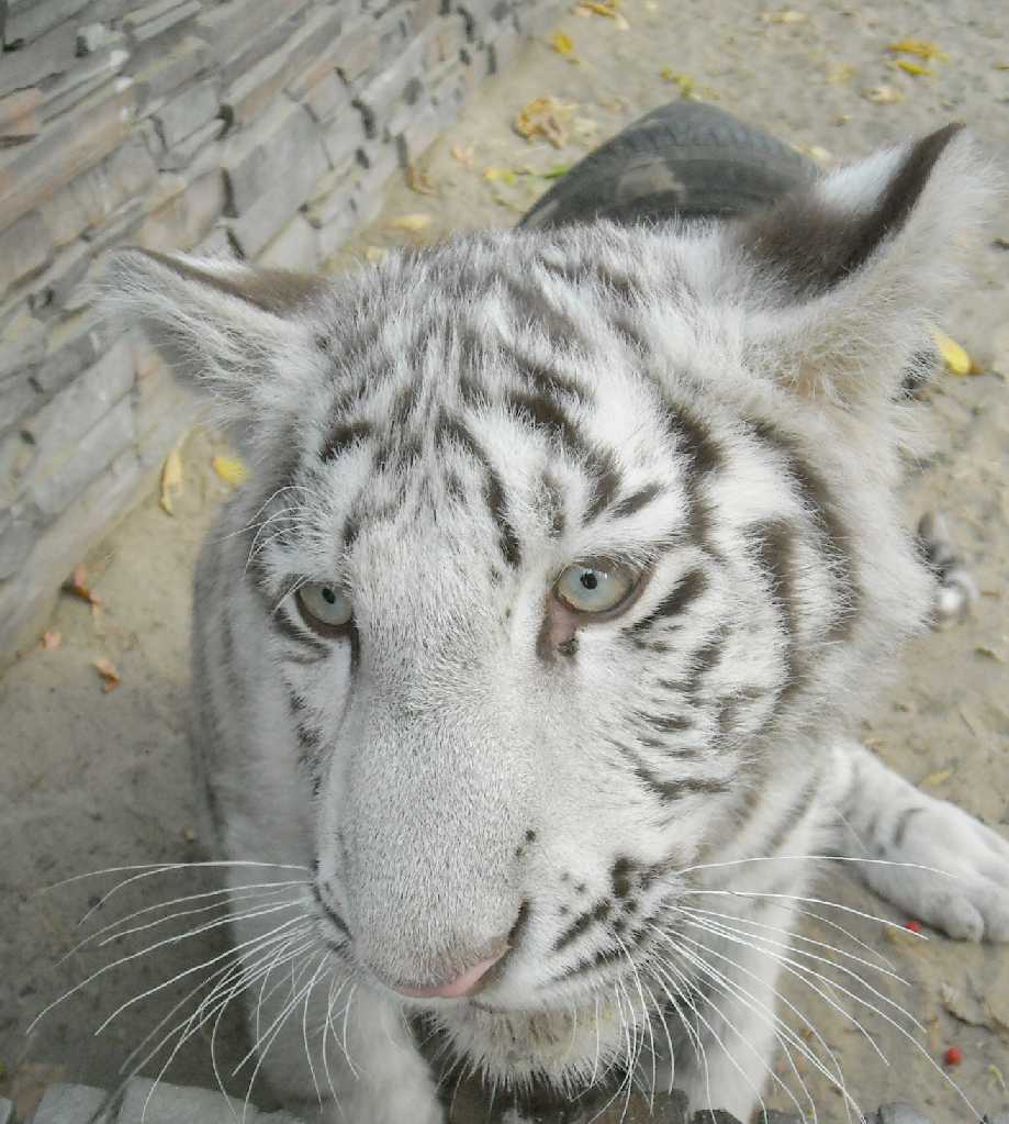     - Panthera tigris tigris var.alba  ( 7845) 