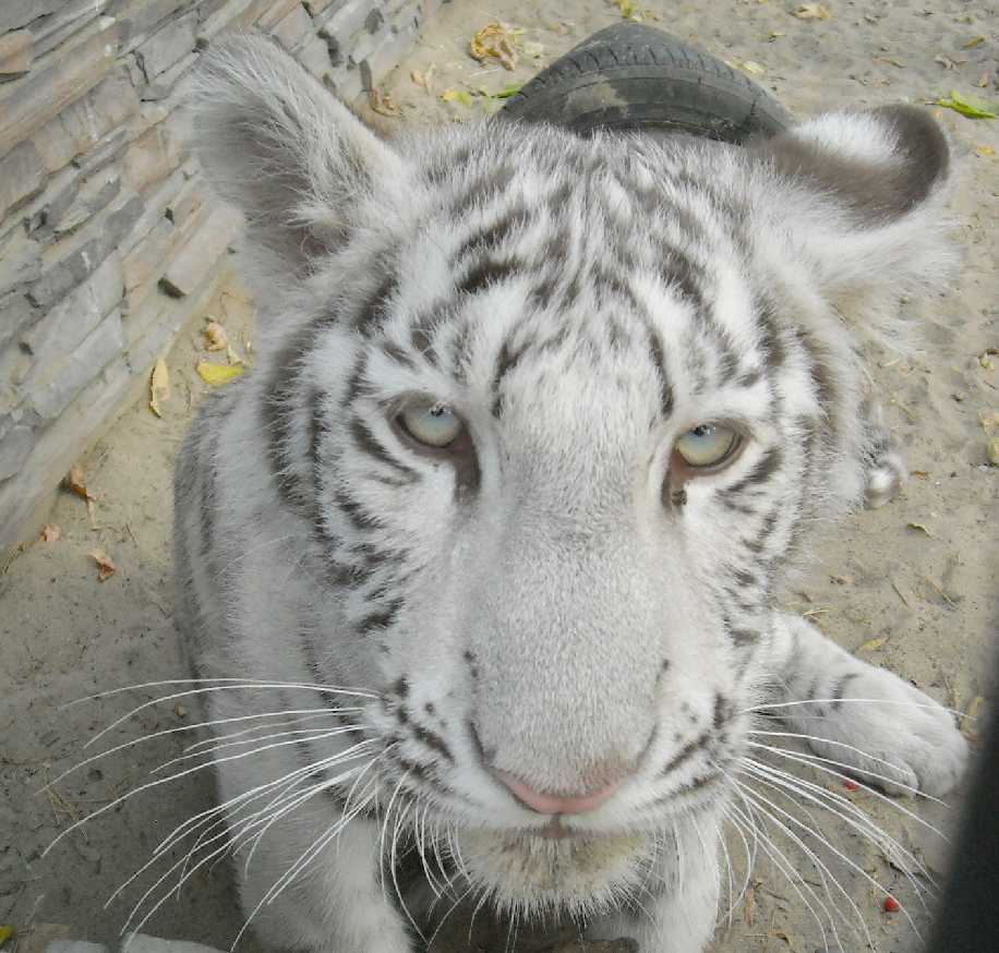     - Panthera tigris tigris var.alba  ( 7846) 