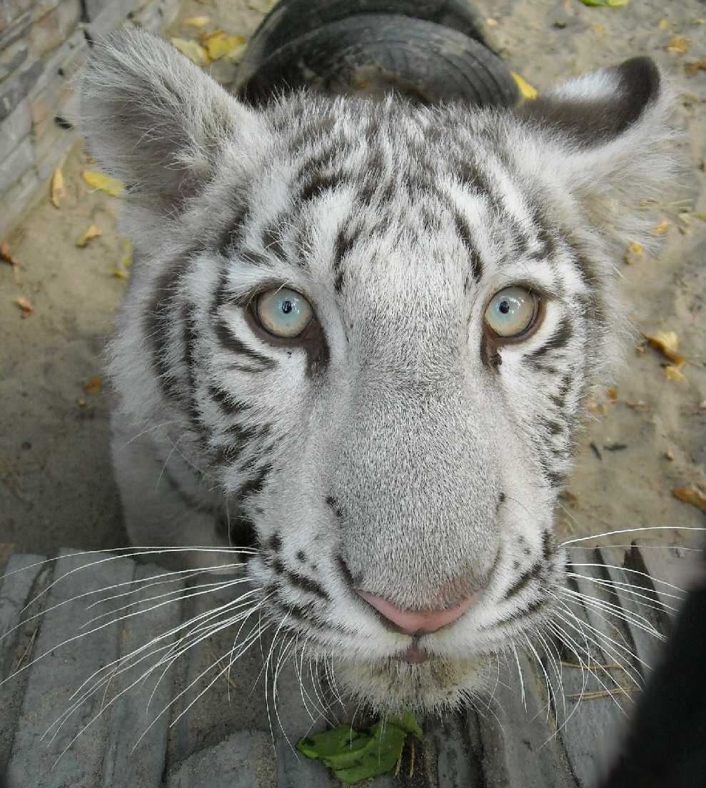     - Panthera tigris tigris var.alba  ( 7847) 