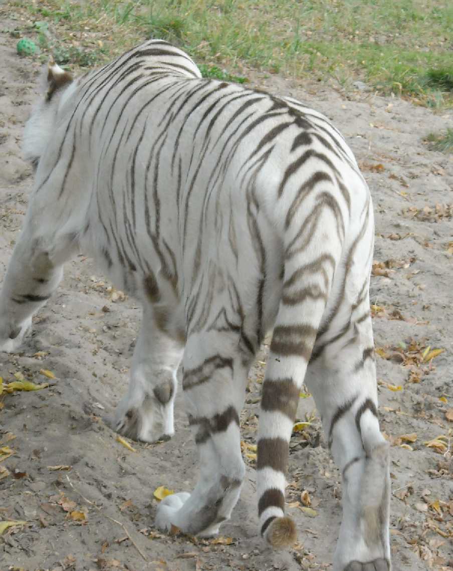     - Panthera tigris tigris var.alba  ( 7858) 