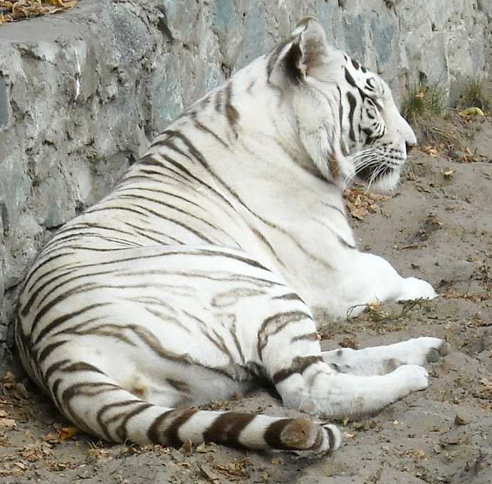     - Panthera tigris tigris var.alba  ( 7859) 