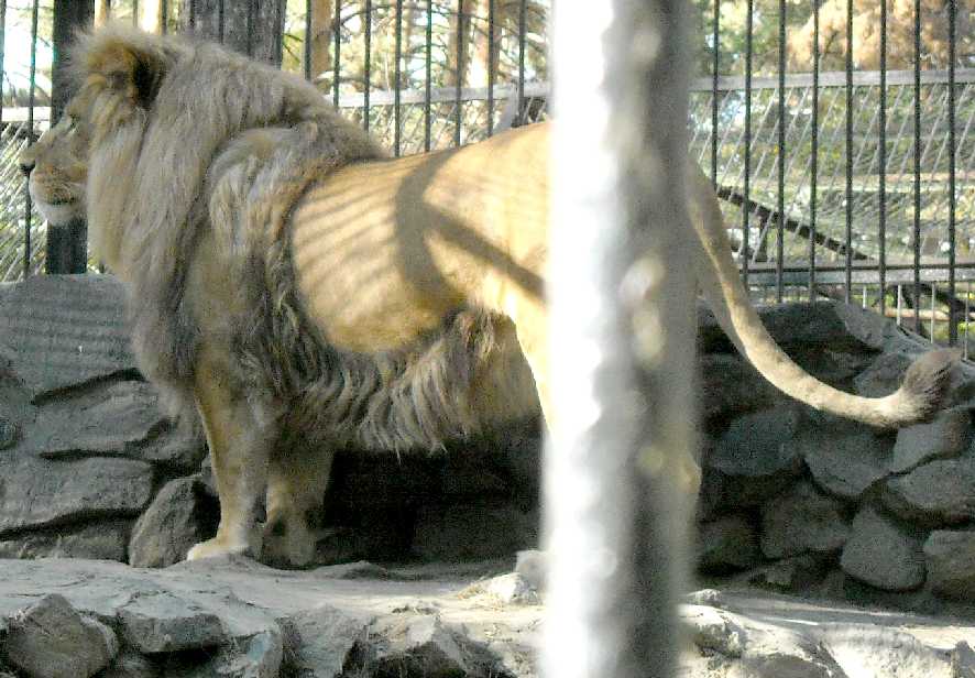   - Panthera leo  ( 7960) 